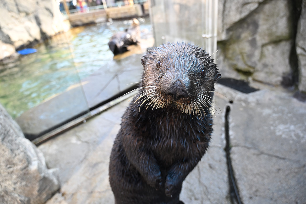 Loutre de mer