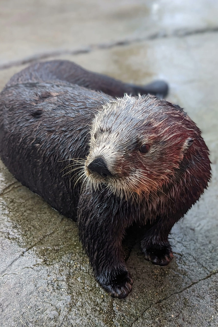 Loutre de mer