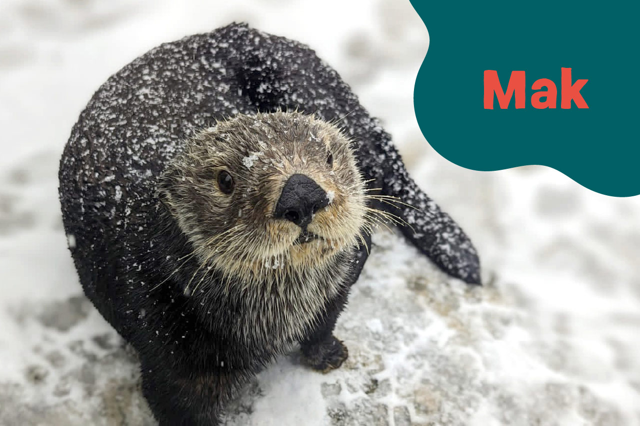 Loutre de mer