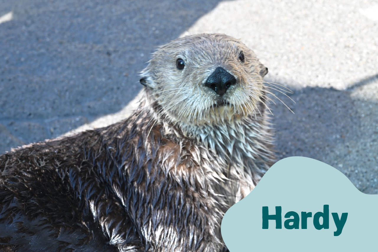 Loutre de mer