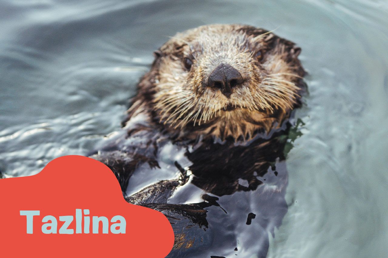 Loutre de mer