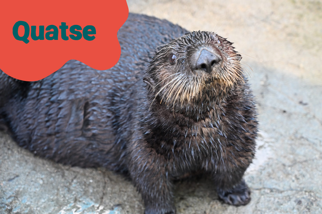 Loutre de mer