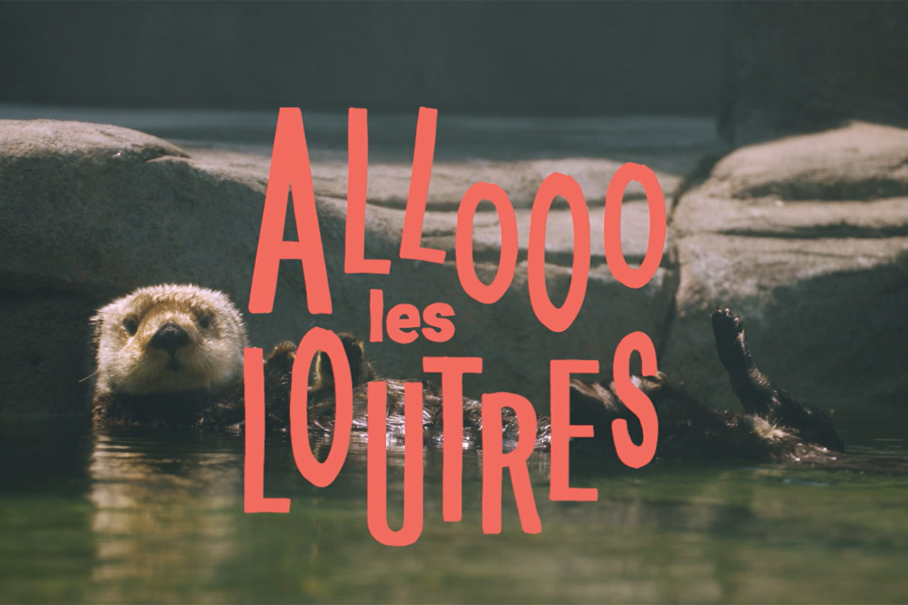 Allo les loutres